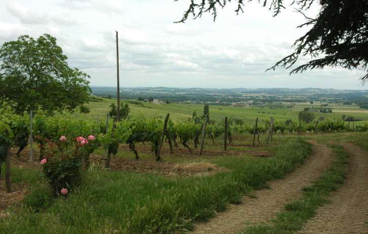 Vignoble de Gaillac sur coteaux mollassiques exposés plein sud vers la vallée du Tarn - Château de Tauzies - © M.CRIVELLARO Vignoble de Gaillac sur coteaux mollassiques exposés plein sud vers la vallée du Tarn - Château de Tauzies - © M.CRIVELLARO