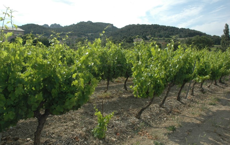  Vignoble de Gigondas au pied des Dentelles de Montmirail - Photo Adrien CRIVELLARO