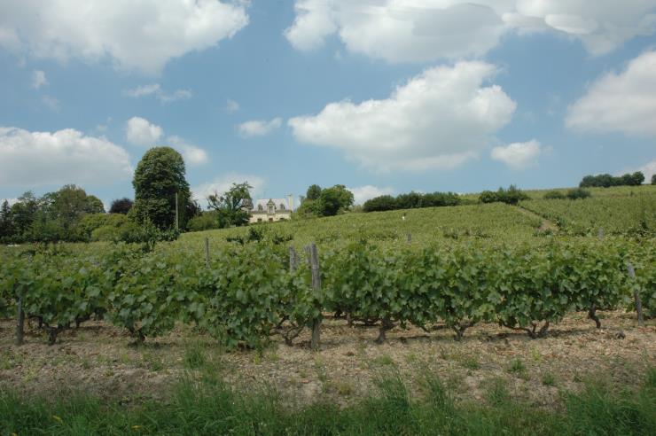 Vignoble de Jasnières - © M.CRIVELLARO