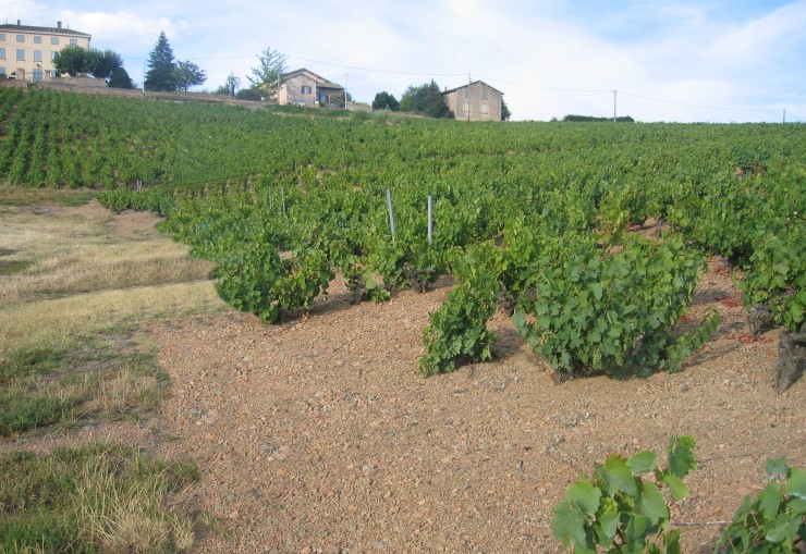 Vignoble de Juliénas - Sol de granite rose - Photo Michel CRIVELLARO