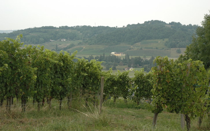 Vignoble de Jurançon dans un paysage de coteaux - © M.CRIVELLARO