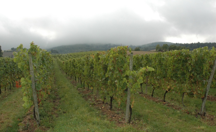 Vignoble de la Côte-Roannaise à Villemontais - Monts de la Madeleine en fond dans la brume. - Domaine des Pothiers. - Photo Michel CRIVELLARO