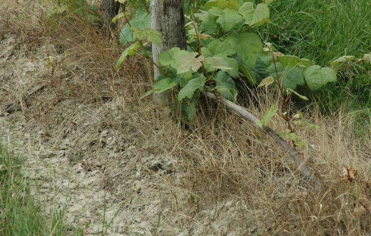 Vignoble de Lavilledieu - Sol argilo-limoneux riche en limon appelé boulbénes blanches - © M.CRIVELLARO