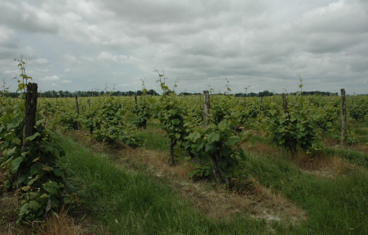 Vignoble de Lavilledieu  - Vignoble du Domaine du Rouch - La Ville-Dieu-du-Temple - © M.CRIVELLARO