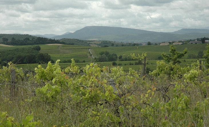 Vignoble de Limoux au nord ouest - Les Pyrénées au loin - © M.CRIVELLARO Vignoble de Limoux au nord ouest - Les Pyrénées au loin - © M.CRIVELLARO