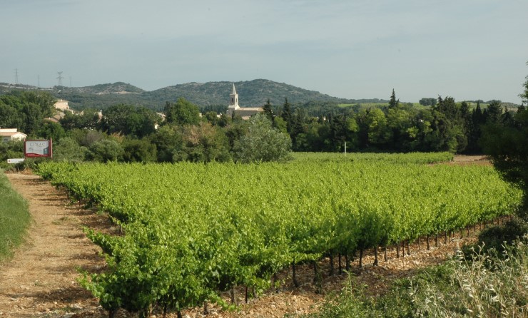 Vignoble de Lirac - Photo Adrien CRIVELLARO
