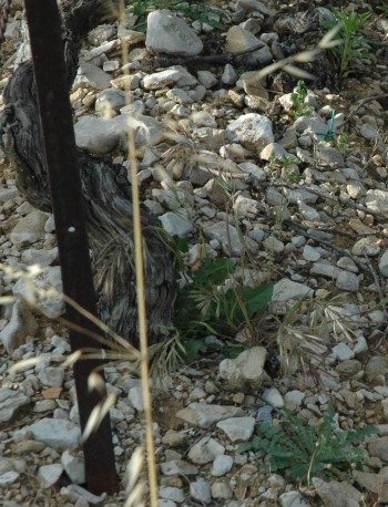 Vignoble de Lirac - Sol argilo-calcaire - Calcaires éclatés.Photo Adrien CRIVELLARO