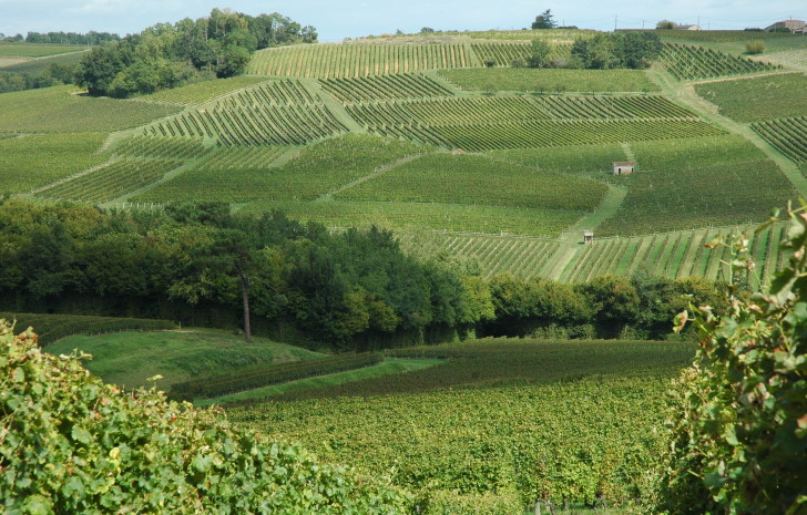 Vignoble de Loupiac , Cadillac -Photo Michel CRIVELLARO