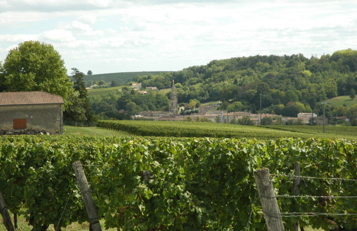 Vignoble de Loupiac - Photo Michel CRIVELLARO