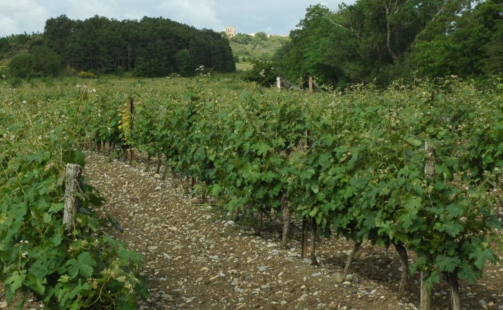 Vignoble de Malepère - Sol constitué de poudingues et de molasses altérées - © M.CRIVELLARO