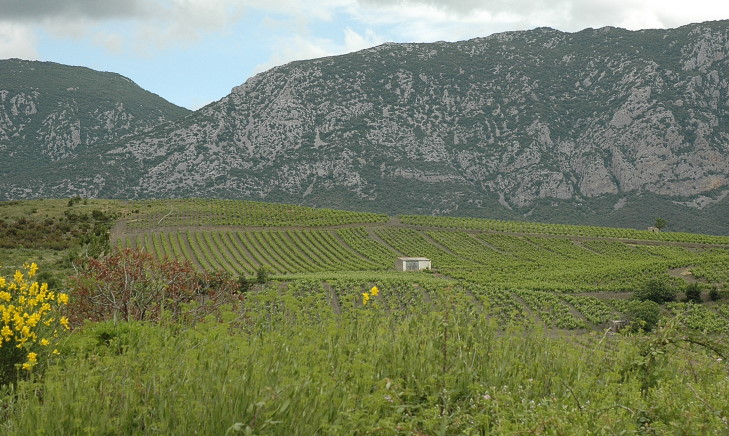 Vignoble de Maury - Paysage méditerranéen aride - © M.CRIVELLARO