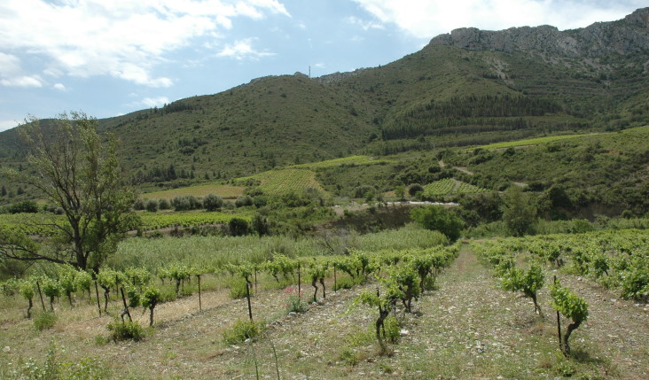 Vignoble de Maury - Vignoble au pied  des fenouillèdes - © M.CRIVELLARO