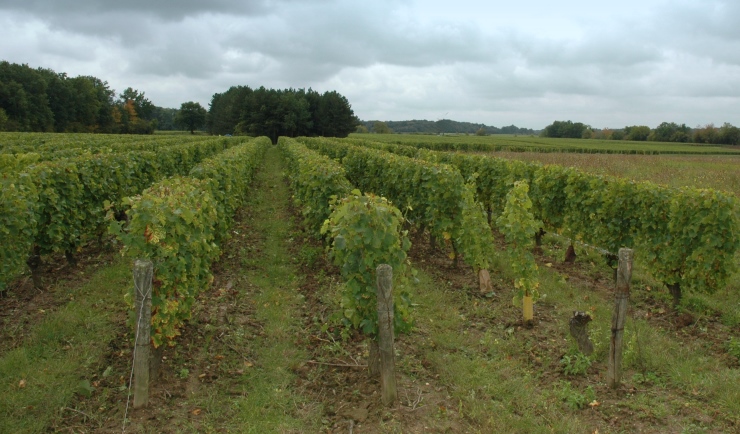 Vignoble de Quincy - Village de Quincy - Photo Michel CRIVELLARO