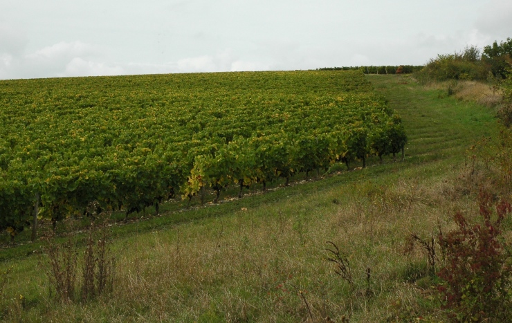Vignoble de Reuilly - Vignoble de coteaux et terrasses - © M.CRIVELLARO