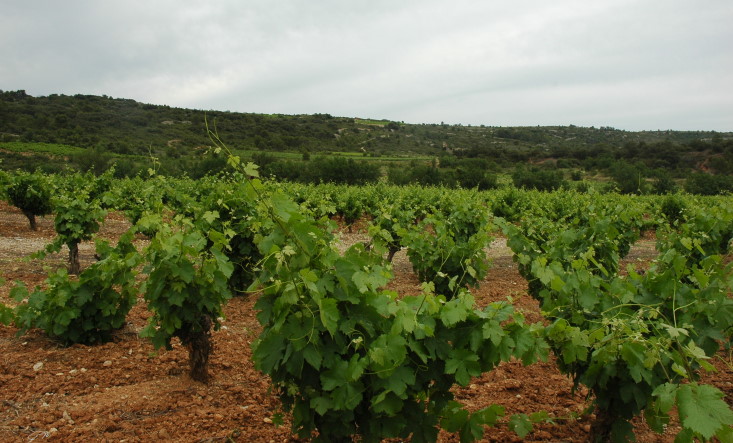 Vignoble de Saint-Chinian - Paysage aride, végétation méditerranéenne - © M.CRIVELLARO Vignoble de Saint-Chinian - Paysage aride, végétation méditerranéenne - © M.CRIVELLARO