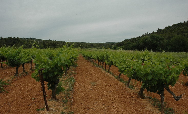 Vignoble de Saint-Chinian - Sols rouges - © M.CRIVELLARO