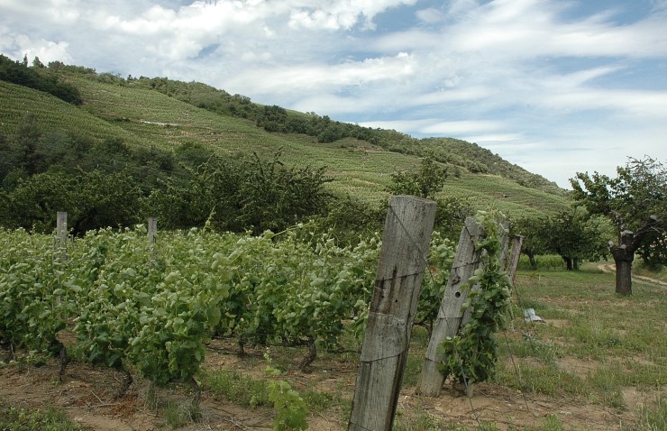 Vignoble de Saint-Joseph.Photo Michel CRIVELLARO