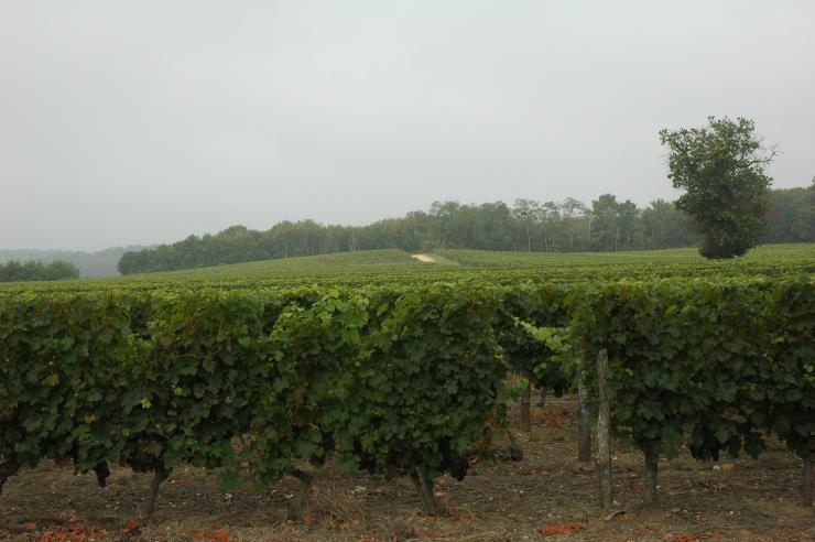Vignoble de Saint-Nicolas-de-Bourgueil et plateau forestier en arrière plan  - © M.CRIVELLARO