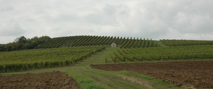 Vignoble de Saint-Pourçain à Louchy-Montfand - Photo Michel CRIVELLARO