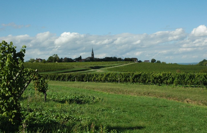 Vignoble de Sainte-Foy Bordeaux  - Photo Michel CRIVELLARO
