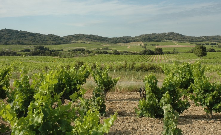 Vignoble de Tavel - Photo Adrien CRIVELLARO