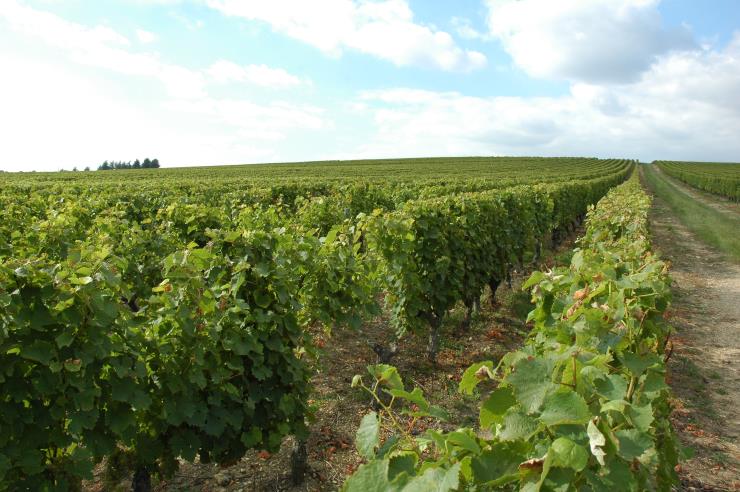 Vignoble de Touraine à Chenonceaux - © M.CRIVELLARO
