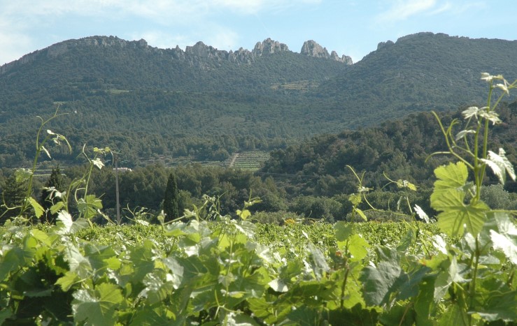 Vignoble de Vacqueyras au pied des Dentelles de Montmirail - Photo Adrien CRIVELLARO