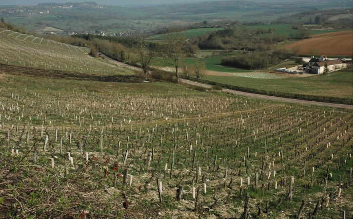 Vignoble de Vézelay - Au pied du village, le vignoble est implanté sur des coteaux datant du jurassique moyen et supérieur - © M.CRIVELLARO Vignoble de Vézelay - Au pied du village, le vignoble est implanté sur des coteaux datant du jurassique moyen et supérieur - © M.CRIVELLARO