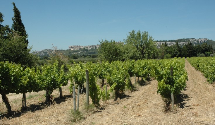 Vignoble des Baux de Provence - Photo Adrien CRIVELLARO
