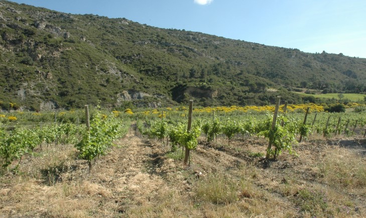 Vignoble des Corbières et de Fitou - Terroir de Durban à Villeneuve-des-Corbières -  © M.CRIVELLARO