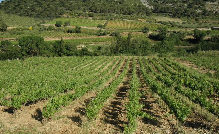 Vignoble des Corbières - Terroir de Lagrasse -  © M.CRIVELLARO