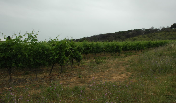 Vignoble des Costières de Nîmes. Coteaux versant sud - © M.CRIVELLARO