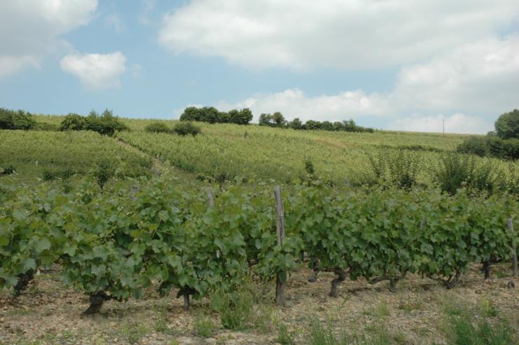 Vignoble des Coteaux du Loir - © M.CRIVELLARO