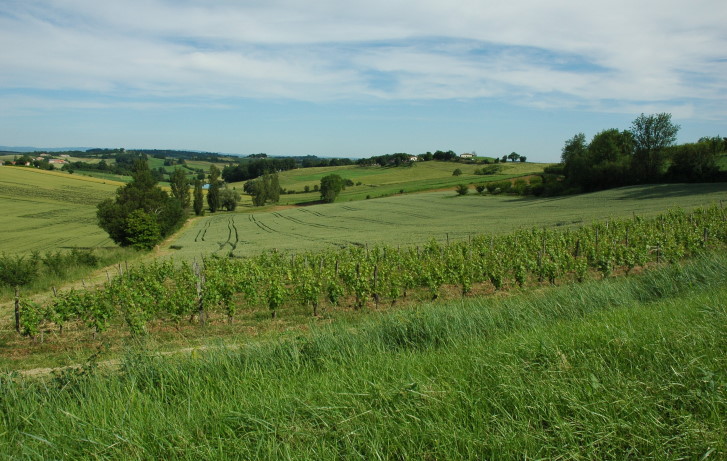 Vignoble des Coteaux du Quercy . © M.CRIVELLARO