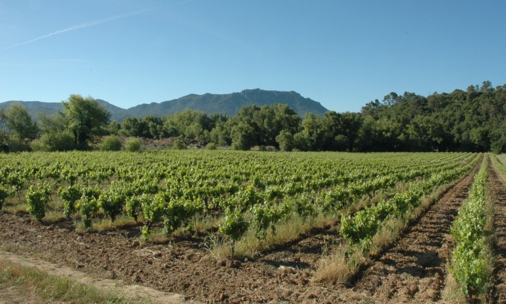 Vignoble des Coteaux Varois à Tourves. Photo Adrien CRIVELLARO