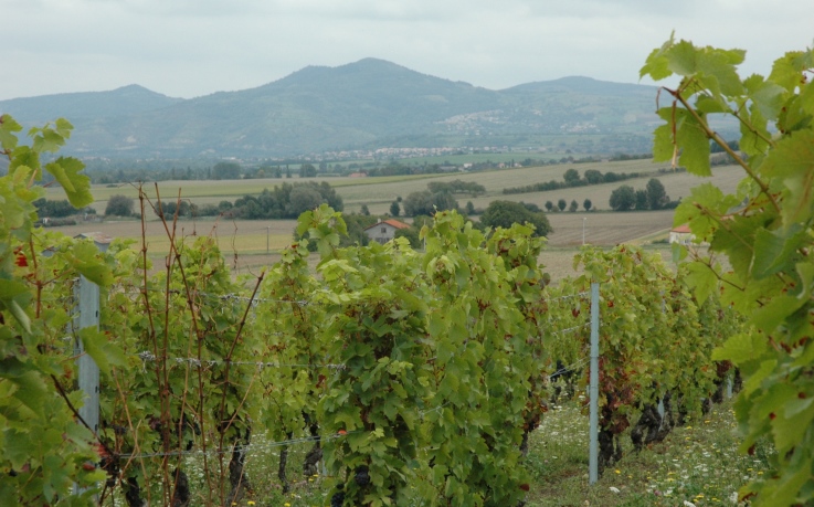 Vignoble des Côtes d'Auvergne à Champeix - Monts d'Auvergne en fond - Photo Michel CRIVELLARO