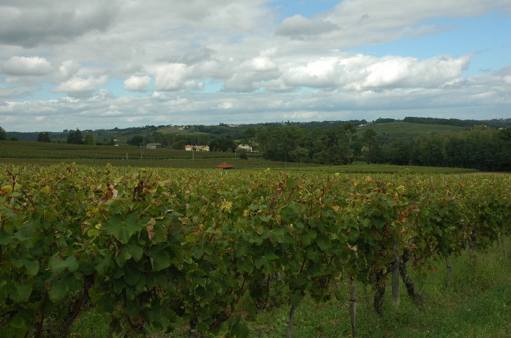 Vignoble des Côtes de Bordeaux Saint-Macaire   - © M.CRIVELLARO