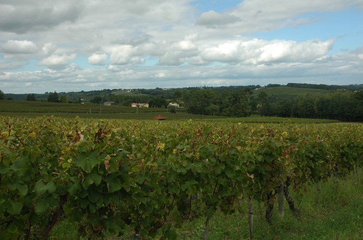 Vignoble des Côtes de Bordeaux Saint-Macaire   - Photo Michel CRIVELLARO
