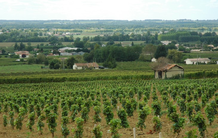 Vignoble des Côtes de Bordeaux Saint-Macaire  - Vue sur la vallée de la Garonne - Photo Michel CRIVELLARO