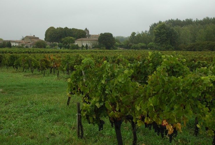 Vignoble des Côtes de Bourg à l'entrée du village de Tauriac. Photo Michel CRIVELLARO