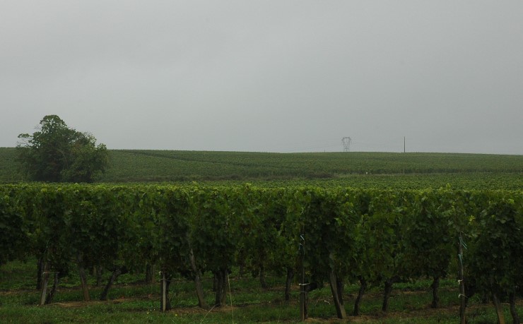 Vignoble des Côtes de Bourg à la sortie du village de Lansac. Photo Michel CRIVELLARO