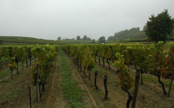 Vignoble des Côtes de Bourg à proximité du village de Samonac. Photo Michel CRIVELLARO