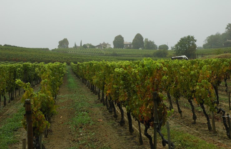Vignoble des Côtes de Bourg - Commune de Lansac - © M.CRIVELLARO Vignoble des Côtes de Bourg - Commune de Lansac - © M.CRIVELLARO