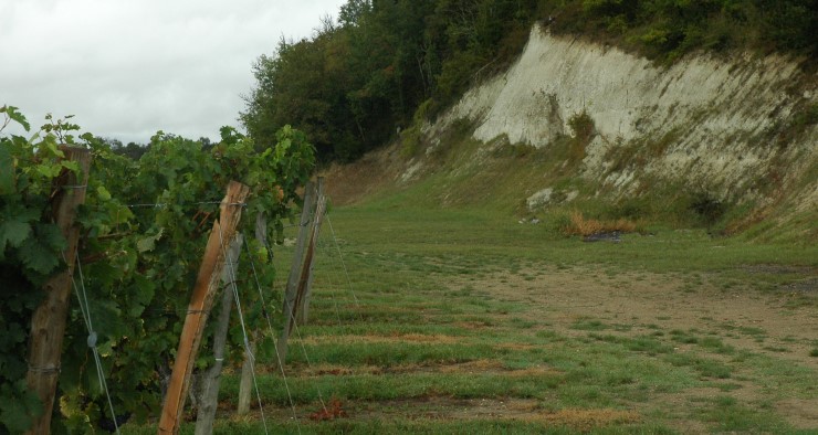 Vignoble des Côtes de Bourg en bordure de forêt.Photo Michel CRIVELLARO