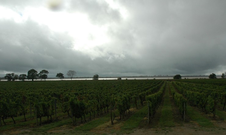 Vignoble des Côtes de Bourg en bordure de Gironde à Villeneuve. Photo Michel CRIVELLARO