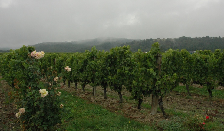 Vignoble des Côtes-du-Forez - Monts du Forez dans la brume en fond -  - Domaine du Poyet - Marcilly-Le-Chatel - Photo Michel CRIVELLARO
