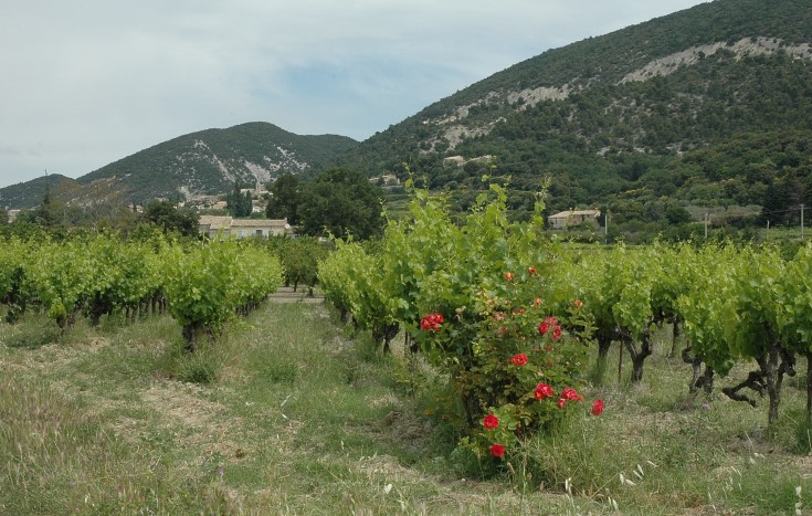 Vignoble des Côtes du Rhône à Venterol -  Photo Adrien CRIVELLARO