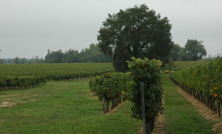 Vignoble des Graves de Vayres  - Photo Michel CRIVELLARO