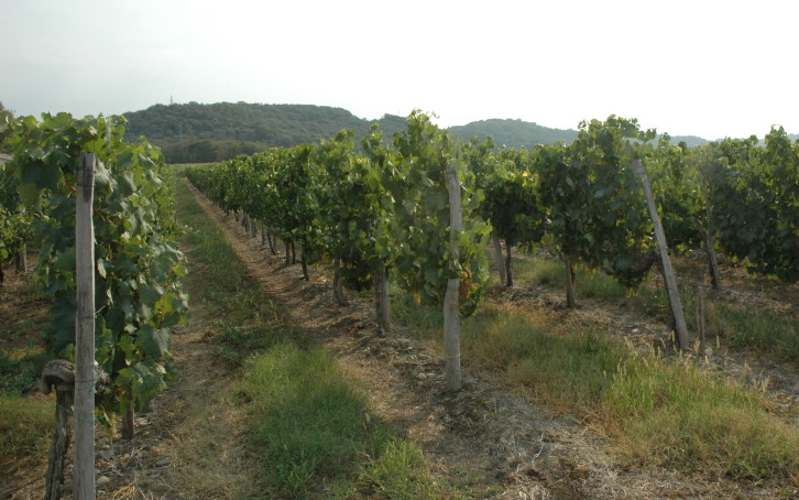 Vignoble du Béarn à Bellocq. © M.CRIVELLARO