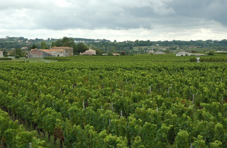 Vignoble du Blayais à proximité du village de Saint-Paul. Photo Michel CRIVELLARO.